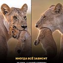 ���� Ursus Arctos, ������ - ��������� 1 ��� 2026