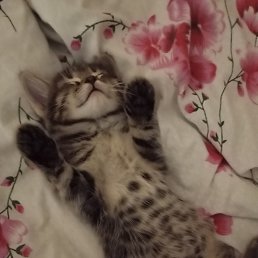 ���� �����, ������ ��������, 35 ��� - ��������� 10 ����� 2026