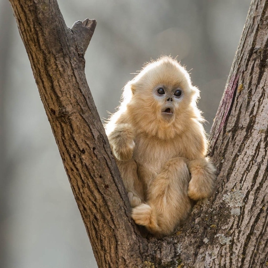    -   .   ,     ... - 4