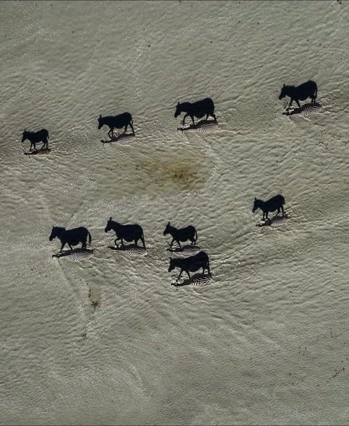     NationalGeographic.   -   .  ,   ...