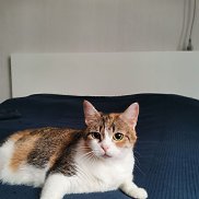 , 51 , 