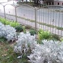  ,  -  3  2025   Beregszasz_2024