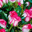 ���� �������, �����������, 44 ���� - ��������� 25 ������� 2024 � ������ ���� ����������