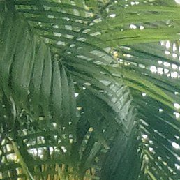 �����, ������, 41 ���