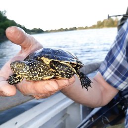 ϸ��, ������-��-����, 65 ���