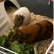 �������, 38 ���, ������