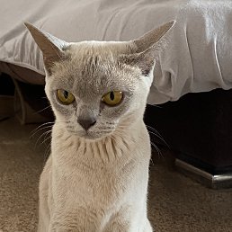 ���� ����, ������, 48 ��� - ��������� 22 ������� 2026