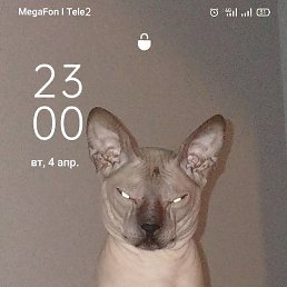 ���, ������, 43 ����