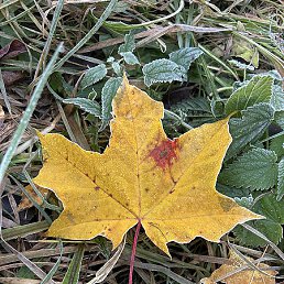 Lin, �����, 51 ���