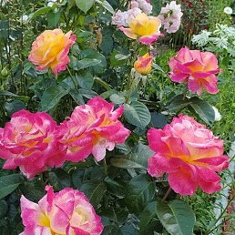 ���������, �����-���������, 69 ���