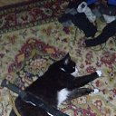 ���� ����, ������-���, 38 ��� - ��������� 29 ������� 2025 � ������ ���� ����������