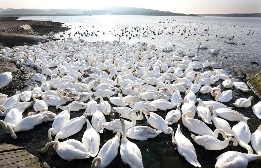     .   (Abbotsbury Swannery)   ...