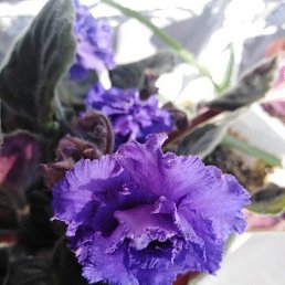 ������, ����, 53 ����