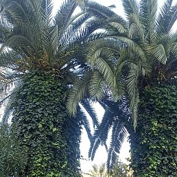 �����, ���������, 41 ���