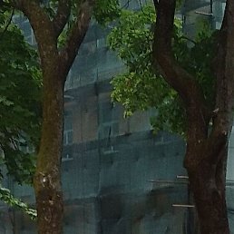 ����, ������, 41 ���