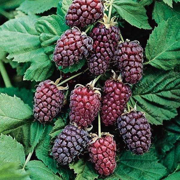 Логанберри, или Логанова ягода, — это не просто плод, а результат удивительного случайного ... - 7