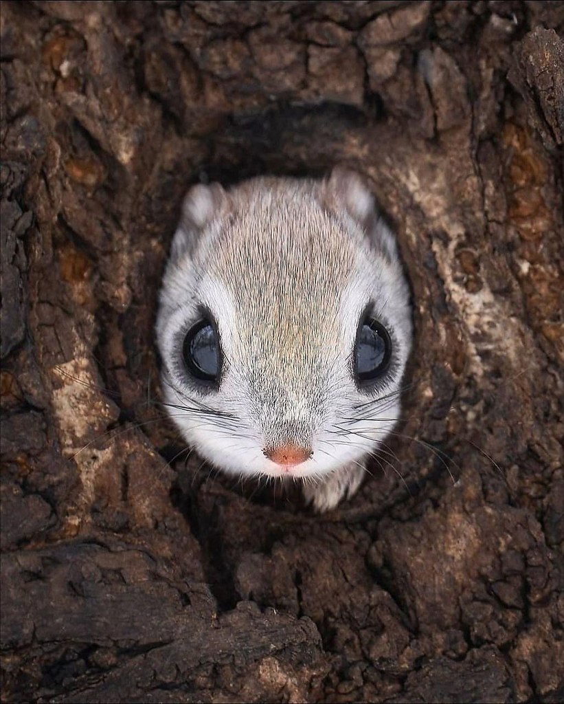 eo ac e o cpoe ooe  o ppoe, o  o pa aa ac: ... - 2