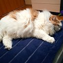 ���� ������, ������, 62 ���� - ��������� 12 �������� 2025 � ������ ���� ����������
