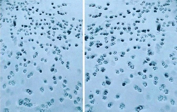 Кажется, у этой кошки был очень напряженный телефонный разговор...