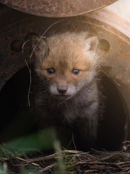 Внимание! Сейчас будет кое-что важное! Малюсенькие лисята! - 5