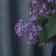 , 32 , 