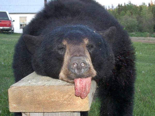    ,   ,    .     ,  ...