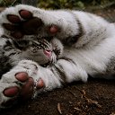 ���� ����, ��������, 37 ��� - ��������� 7 ������ 2023 � ������ ���� ����������