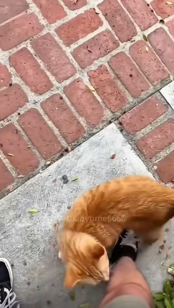 ����� ���������