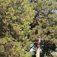 ������, 36 ���, ������