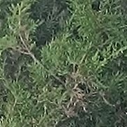 �������, 40 ���, �������