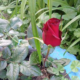 ������� �������, ������, 45 ���