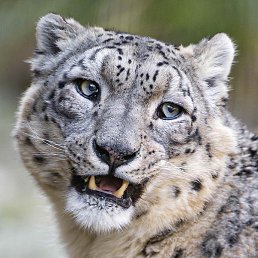 Irbis23ru, ����, 54 ����