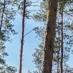 �������, ������, 62 ����