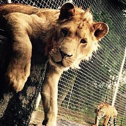 Gev761, ����, 32 ����