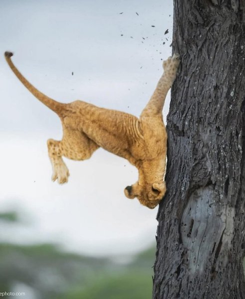 :)   Comedy Wildlife Photography Awards      - 2