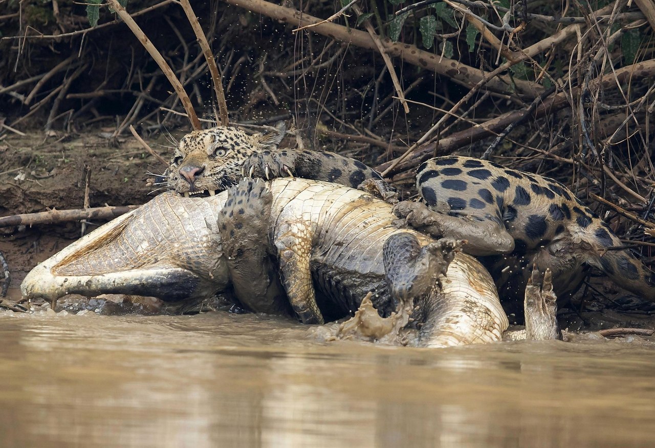 Ягуар против каймана. Бразилия Ягуар против крокодила. Гребнистый крокодил против тигра. Жестокие схватки