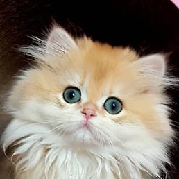 ��������, �������, 38 ���