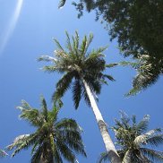 ������, 44 ����, �����������