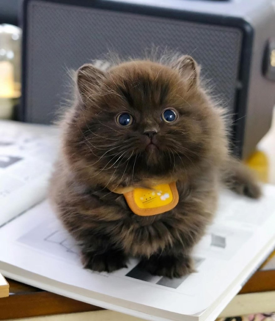 Какая очаровательная маленькость :3