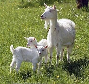      !       ,  , ... - 4