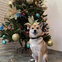 ���� �������, �����������, 39 ��� - ��������� 3 ������ 2026