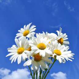 ���� �����, ������������, 49 ��� - ��������� 5 ������ 2023