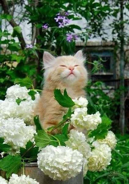 ...- Кот, уйди, ты мне весь вид загораживаешь! - Я и есть вид, глупенький!..)