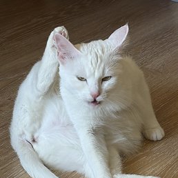 ����, �������, 42 ����