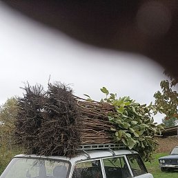 �����, �����������, 43 ����