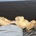��� ��� �� �����-����� �������... �� ������� ���� ����������