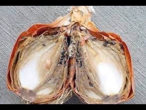 � ����� ������� �������� ������ ������� �������� �� ��� 1 ����� ����. ������� �������� ������� 50 ... - 2