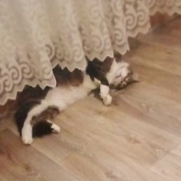 ����, ������, 22 ����