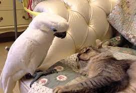 .      .            ...