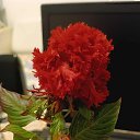 ���� Penka, ������, 64 ���� - ��������� 9 ������ 2026 � ������ ������ ��������